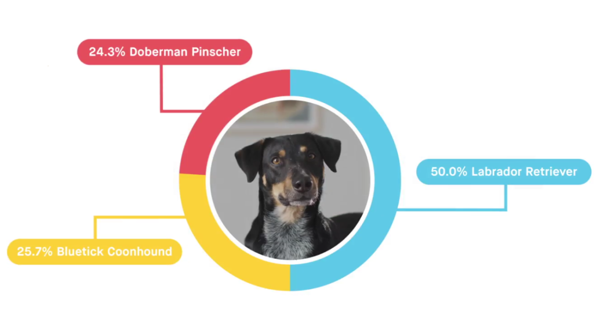 Embark Dog DNA Kit