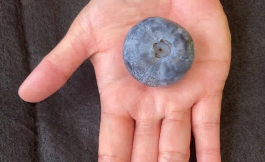 World's largest blueberry in a man's palm
