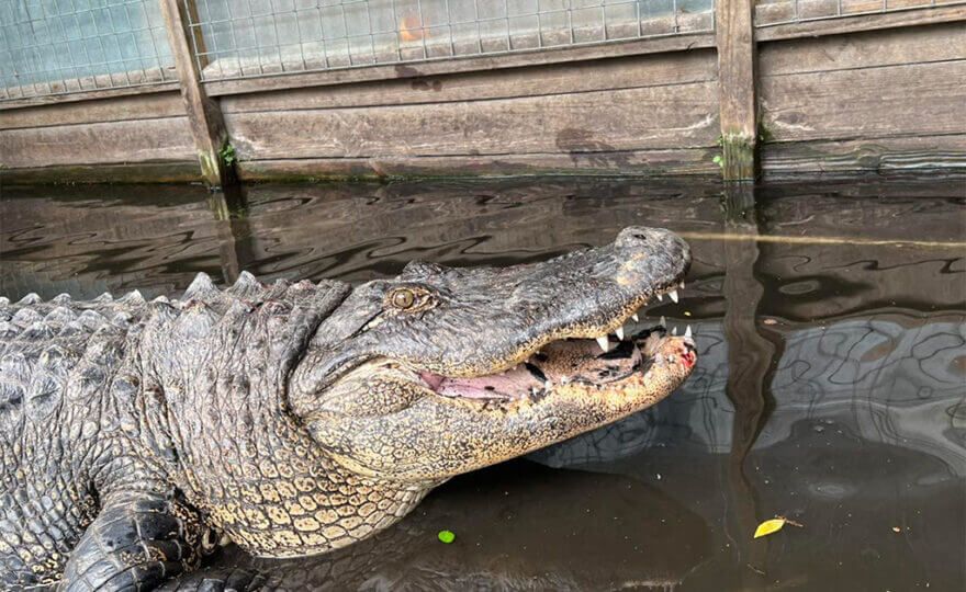 Overweight alligator