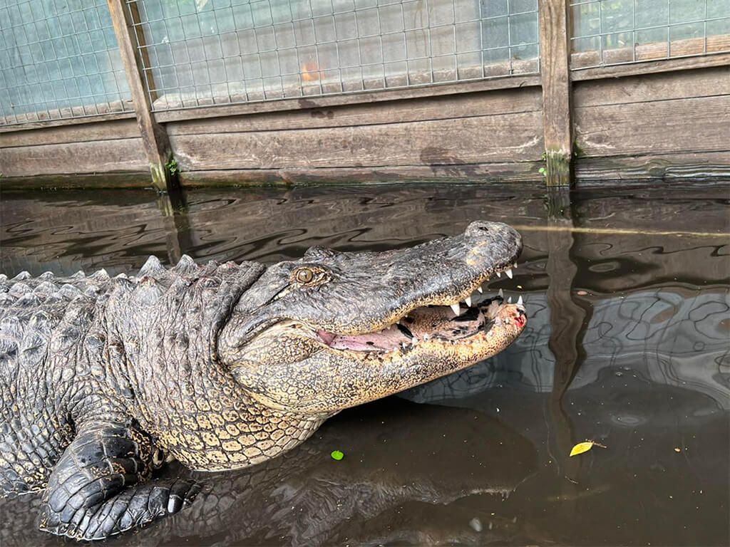 Overweight alligator