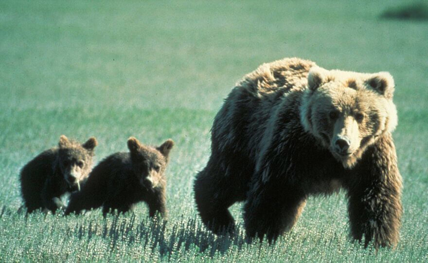 Family of grizzlies in Glacier National Park, Montana, United States