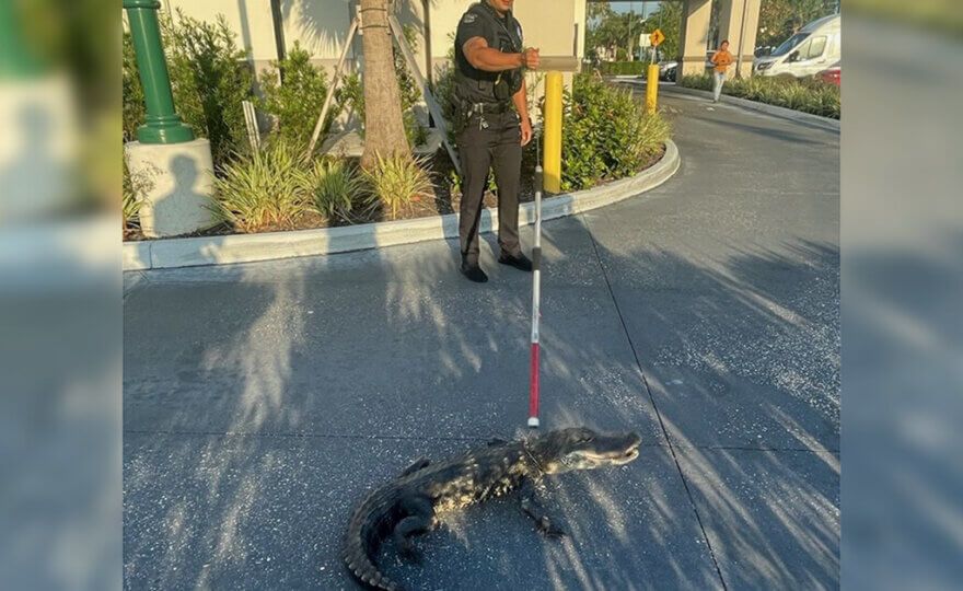 Police officer with North Port Fire Rescue capturing stray alligator